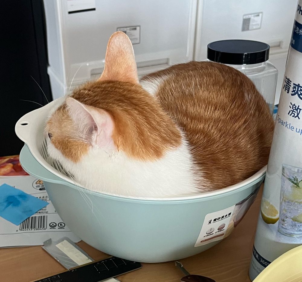 My cat Luther is having a nap at our drain basket