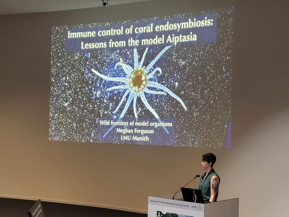 A picture of an Aiptasia anemone with their dinoflagellate symbionts shining like stars in the surroundings being presented by Meghan Ferguson 