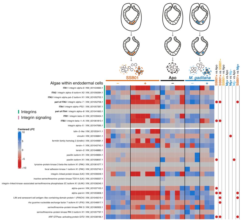 A heatmap of differentially expressed integrin and integrin signalling genes. Expression is compared between Aiptasia larvae endodermal cells that contain symbionts (SSB01), non-symbiotic algae (M. gaditana), or do not contain any algae. Multiple integrins and downstream signalling genes are significantly downregulated in cells with symbionts, while cells with the non-symbiotic algae have little to no effect on integrin expression.