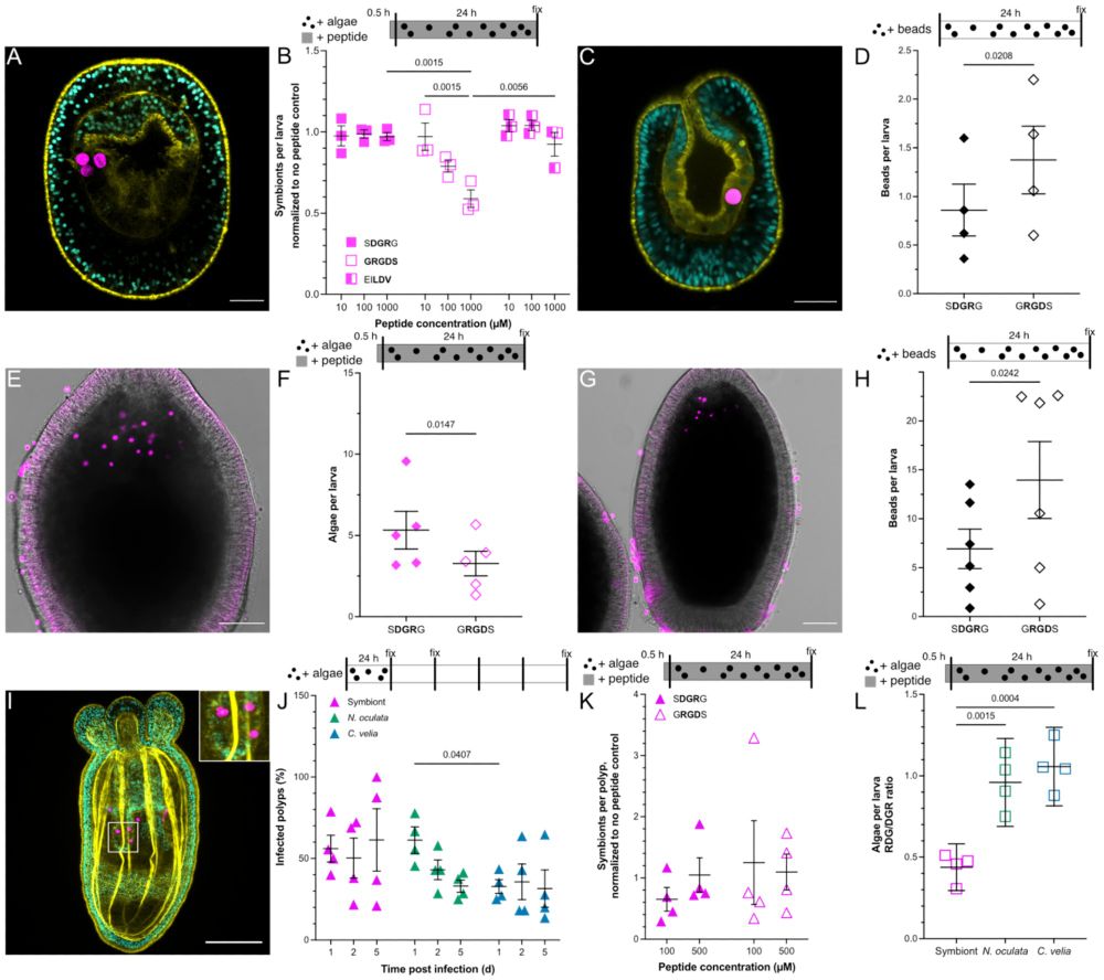Fluorescence images of Aiptasia anemone, Acropora coral and Nematostella anemone larvae. Quantification of symbionts per larvae when exposed to either the RGD integrin blocking peptide or to a scrambled peptide control is shown. The quantifications show that RGD inhibits symbiont uptake into Aiptasia and Acropora larvae, both symbiotic cnidarians. However RGD does not inhibit the uptake of symbionts into Nematostella, a non-symbiotic anemone. Furthermore, inert beads coated with RGD peptide are phagocytosed by Aiptasia and Acropora larvae more readily than control coated beads. The last quantification show that RGD blockage only inhibits the uptake of symbiotic algae, but not non-symbiotic algae.