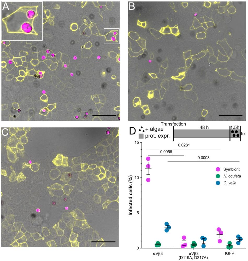 Fluorescence images of HEK cells over expressing (A) RGD binding integrins, (B) mutated integrins, or (C) fGFP control (yellow). Symbionts (pink) can be found inside cells with integrins over expressed but not in the control or when integrins are mutated. Quantification of this is shown as a percent of infected cells. Over expression of integrins increases the uptake of symbionts but not non symbiotic algae, whereas expression of mutated integrins or control plasmid shows low levels of algae uptake, regardless of whether it is symbiotic or not.
