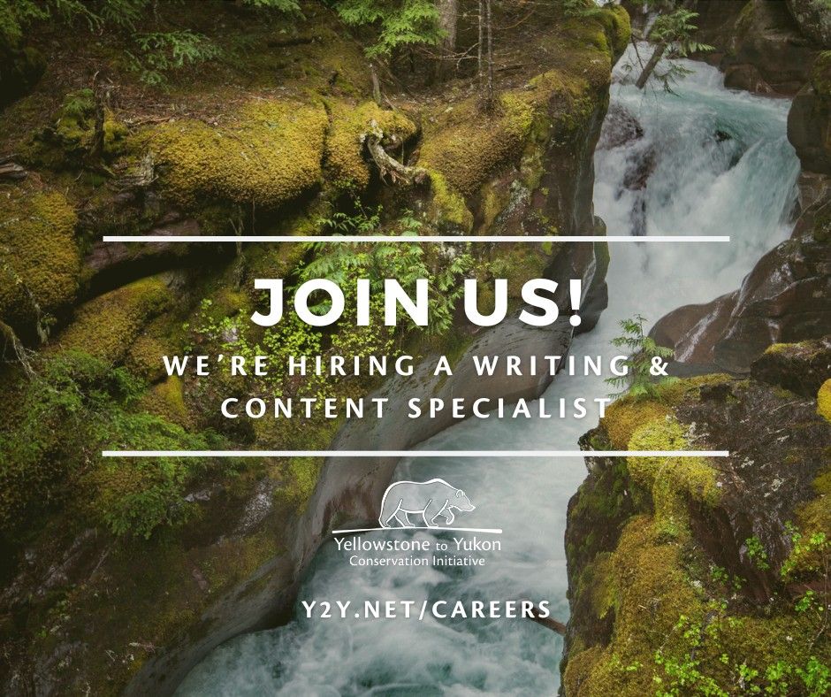 An image of a stream cutting through rock covered in moss has text overlaid on it reading: Join us! We're hiring a writing and content specialist with the Yellowstone to Yukon Conservation Initiative logo. y2y.net/careers