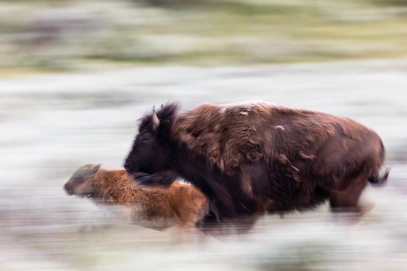 A young bison calf, known as a red dog, and adult bison run in a long exposure shot. Karsten was an integral part of bringing bison back to Banff National Park. 