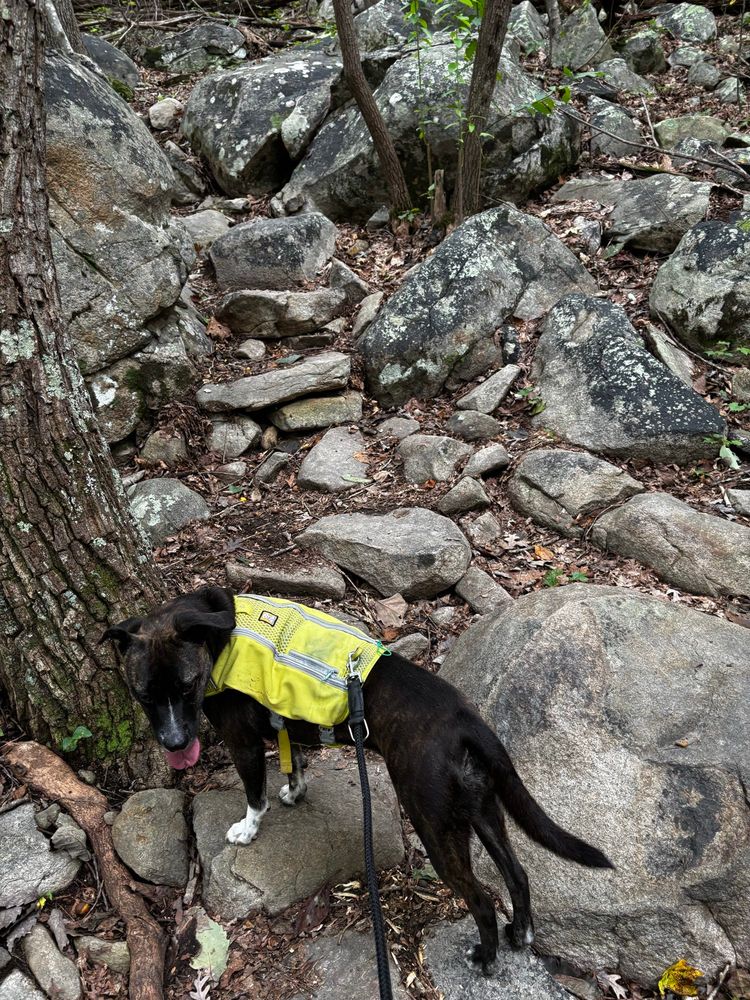 Millie said there is no trail here among the rocks on a steep climb.