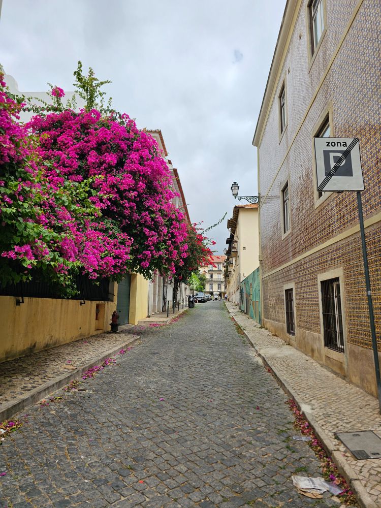Bougainvillea in pink and red on a street in Lisboa, house with tiles in brown on the right