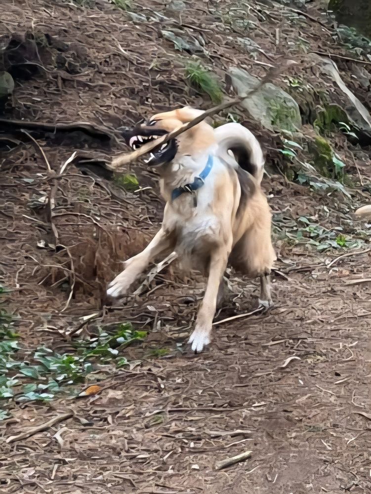 Zen with his stick