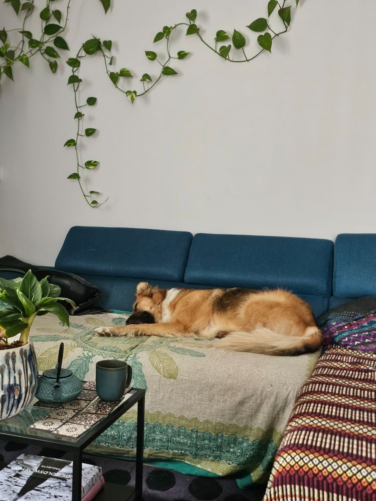 Zen sleeping on the sofa