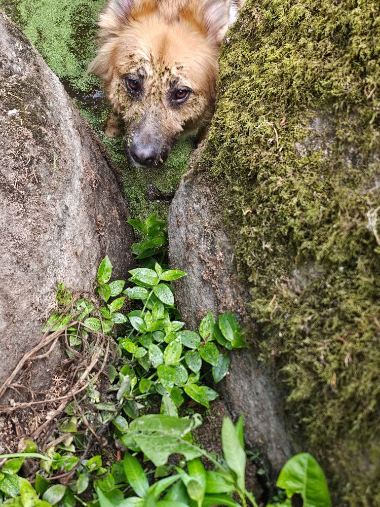 Muddy Zen in a green lake