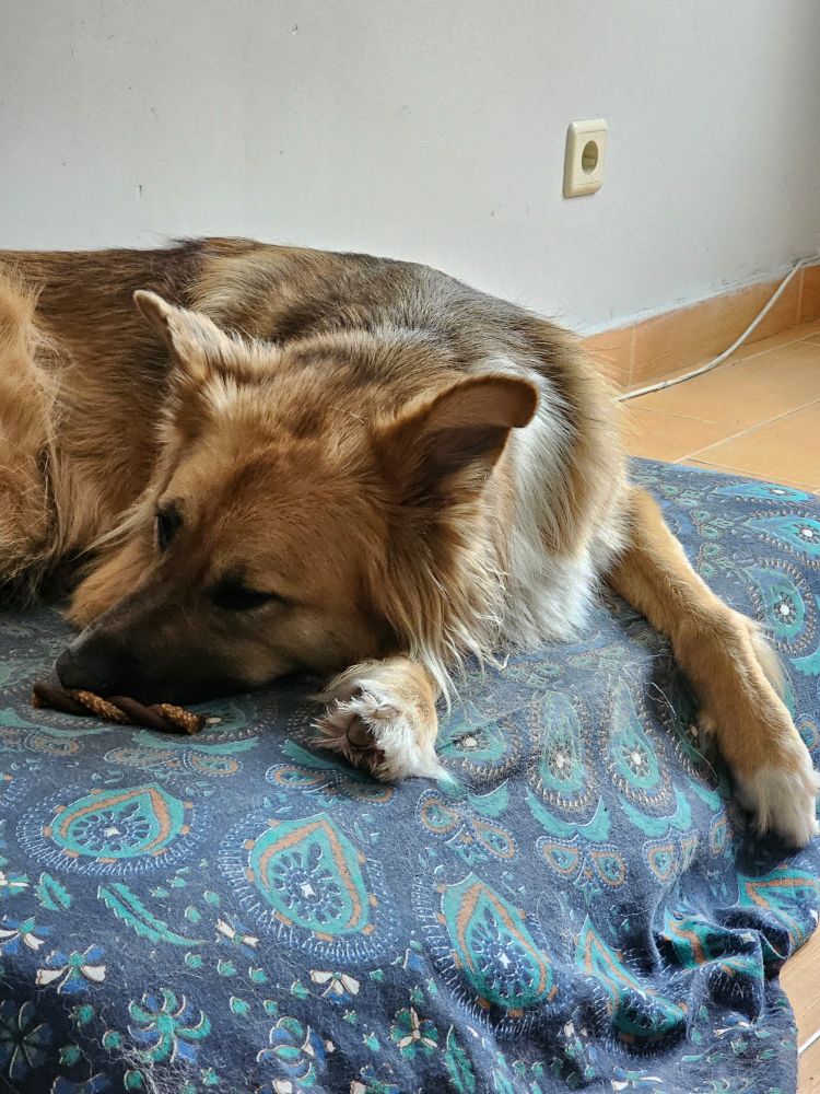 Zen lying next to his treat without touching it