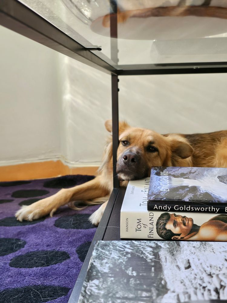 Zen resting his head under the table on some books