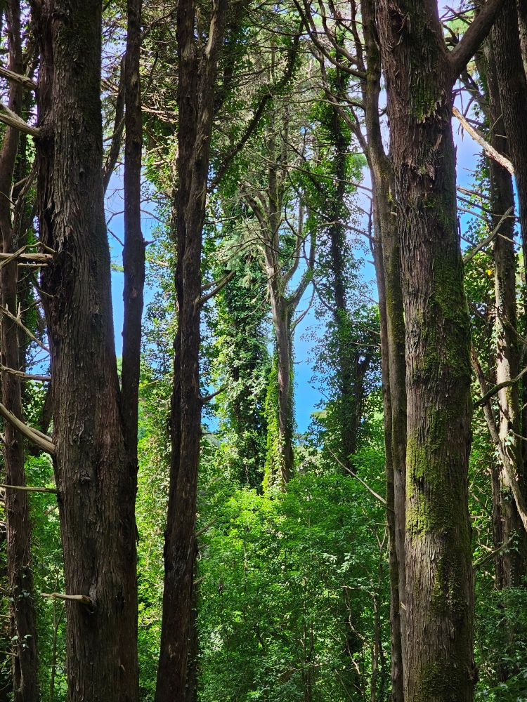 Forest with the ocean in the background