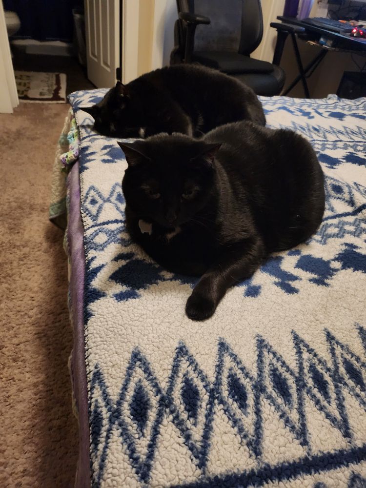 Two chunky black cats lay on the end of a bed next to each other. Artemis is closer to the front of the picture mostly loafing while Selene is flopped on her side behind her.