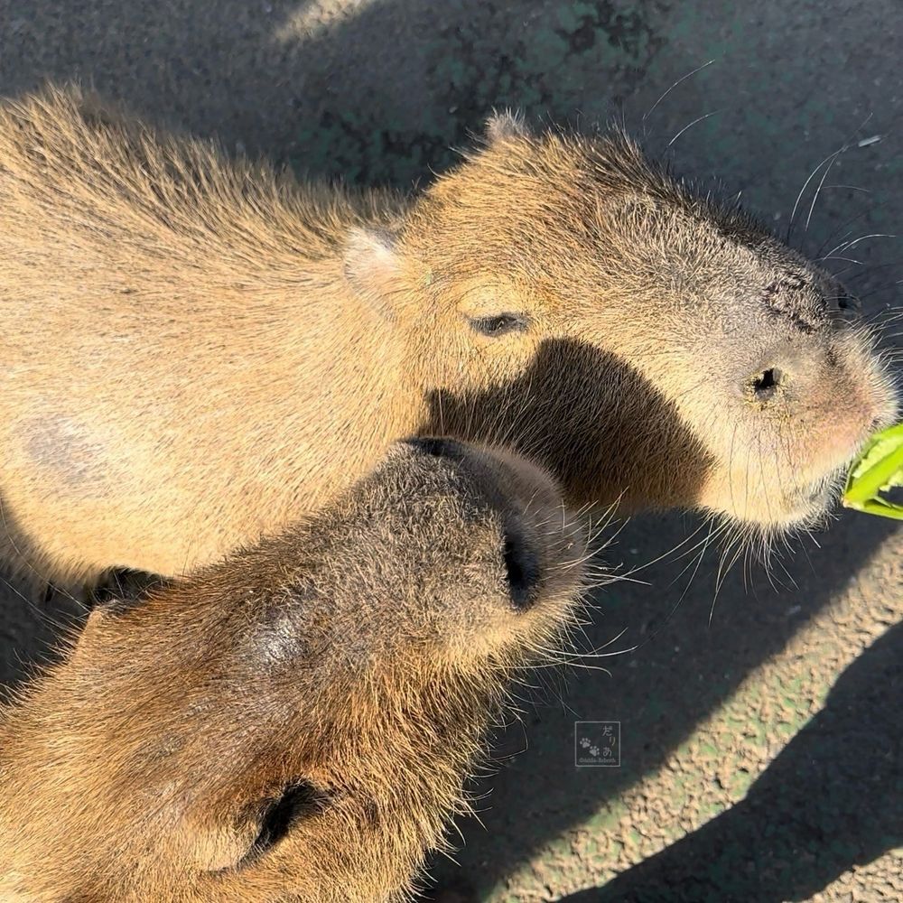 エサを取り合うカピバラ
