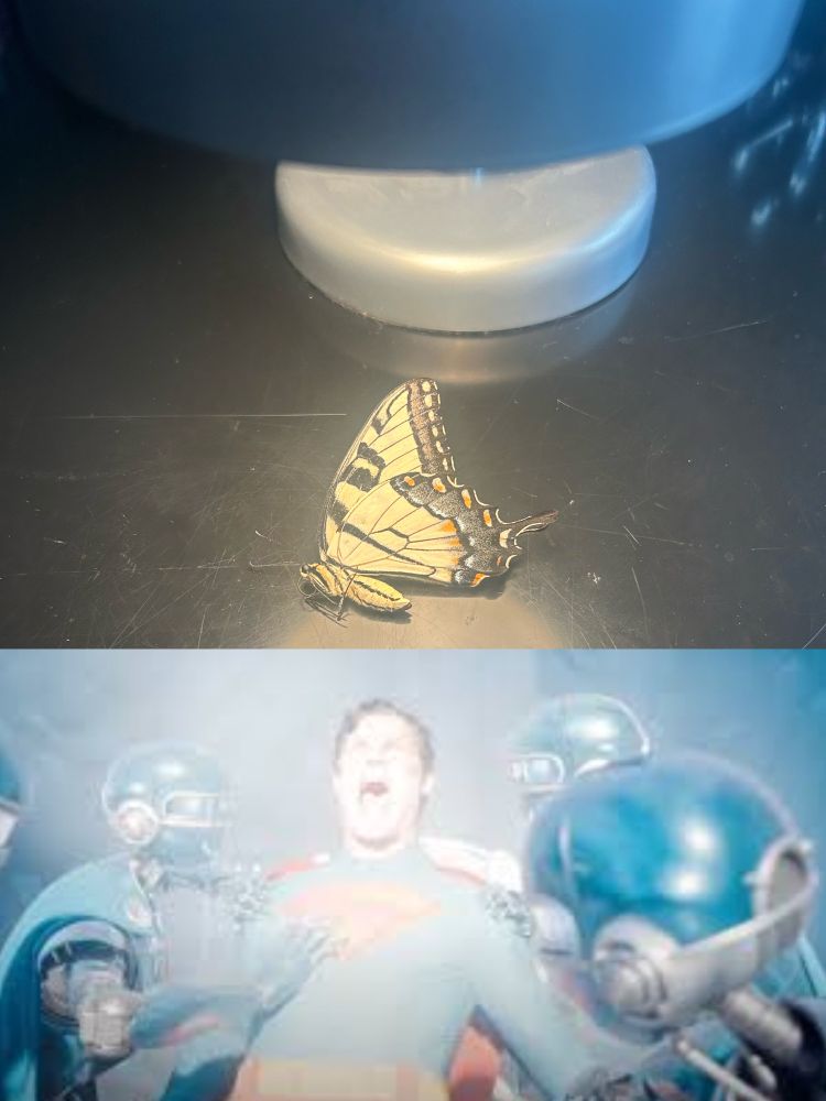Picture of a butterfly under a heat lamp with a picture of Superman (2025) in his sun chair underneath