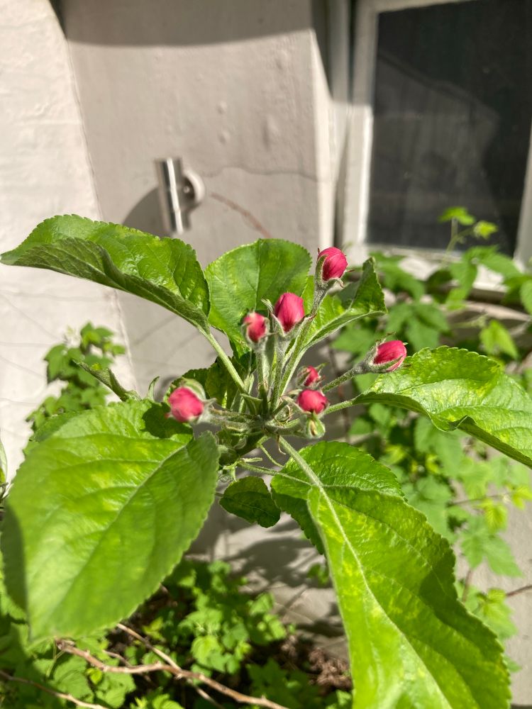 Rosa Blüten eine Apfelbaums, Nahaufnahme 