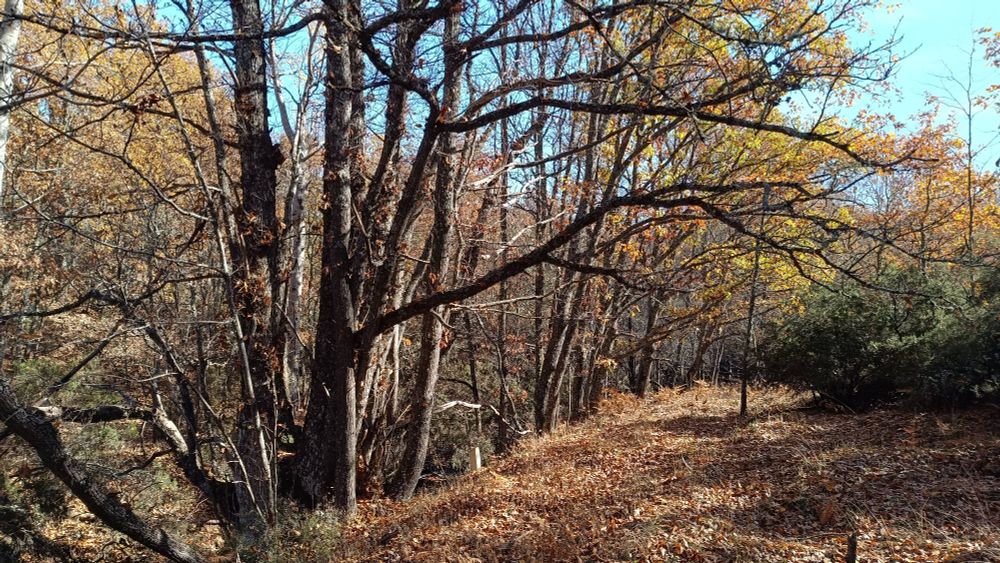 Castaño de la Gutera