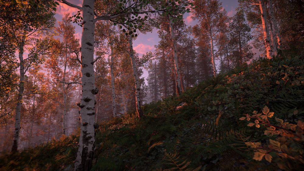 A mountain forest of aspen or birch trees.