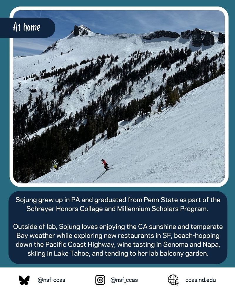 Image of Sojung skiing in Lake Tahoe. Caption: "Sojung grew up in PA and graduated from Penn State as part of the Schreyer Honors College and Millennium Scholars Program.   Outside of lab, Sojung loves enjoying the CA sunshine and temperate Bay weather while exploring new restaurants in SF, beach-hopping down the Pacific Coast Highway, wine tasting in Sonoma and Napa, skiing in Lake Tahoe, and tending to her lab balcony garden."