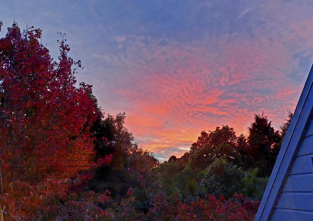 Pink and blue sunrise sky framed by red autumn leaves