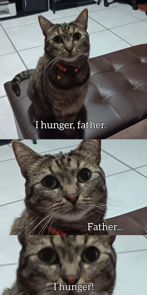 Meme of my cat, Juno, saying "I hunger father," as eqch image zooms in closer on her expression she says "Father, I hunger!