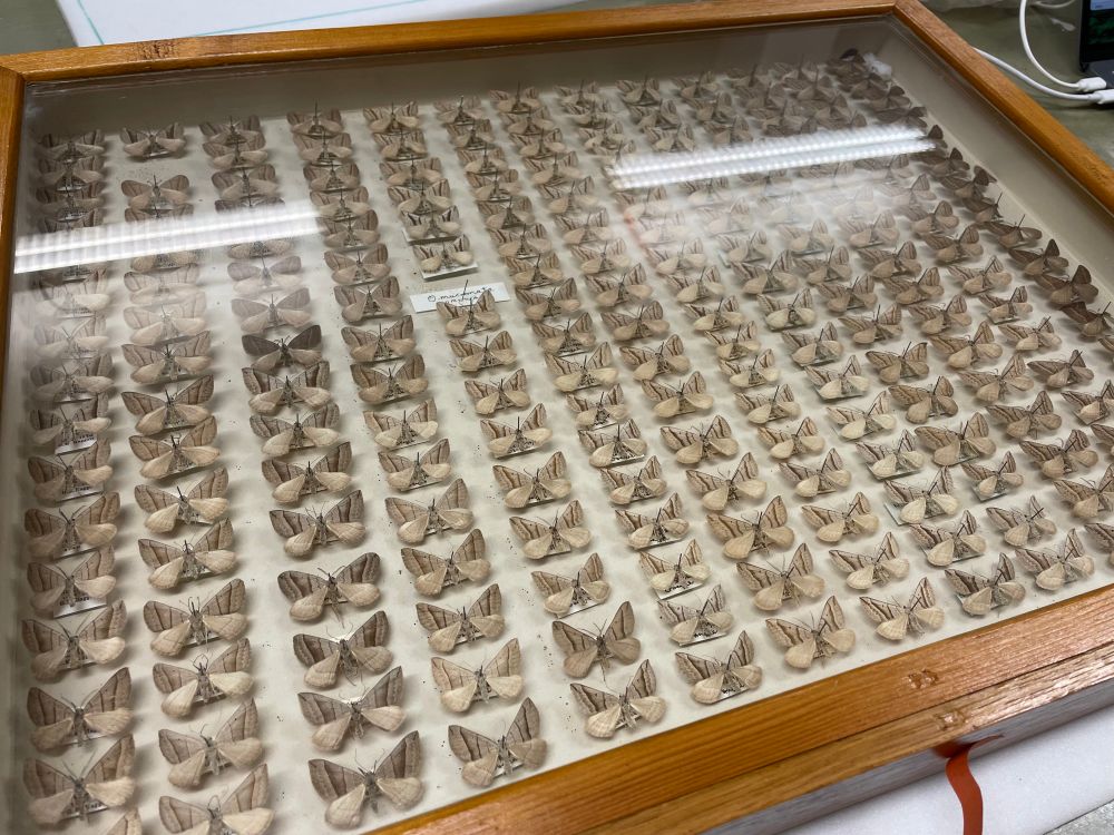 A photograph of a pinned moth collection 