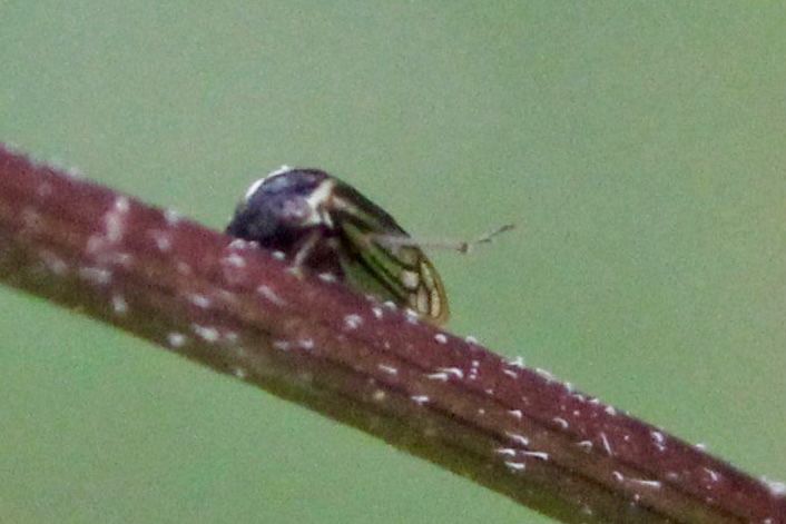 A tiny leafhopper with one of its arms raised. It almost looks like it’s waving 