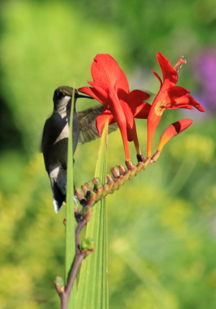 A hummingbird sipping nectar from red flowers. Taken in Madison, WI on July 30, 2022