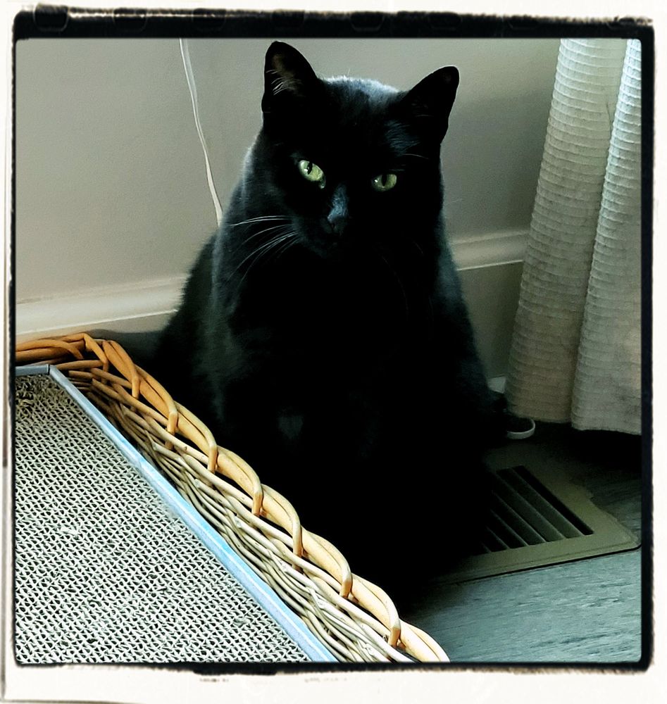 A photo of a black cat sitting on a heat vent and staring at the camera. On the floor next to the cat is a basket with a cat-scratch board in it. Behind the cat is a corner of a white curtain.