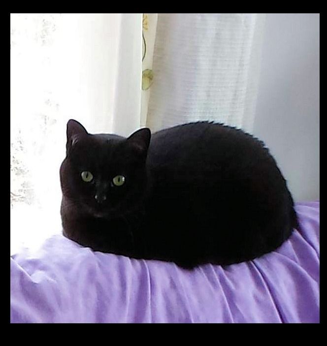 A photo of a black cat sitting comfortably in loaf position on a lavender cloth and looking with interest and expectation at the camera. 