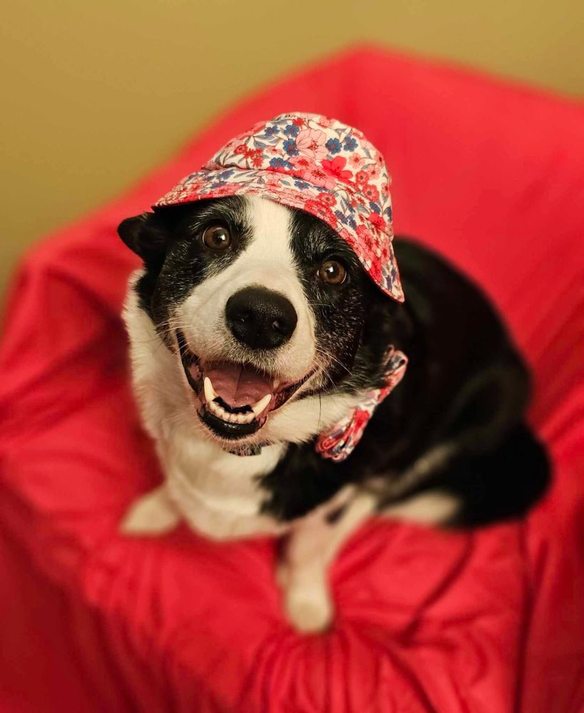 Black and white Borgi (Corgi/Border Collie mix) wearing a floral-print bucket hat and matching bow tie.