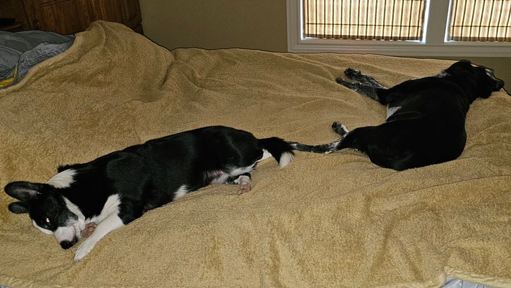 Two black and white dogs laying end-to-end diagonally across a king-size bed.