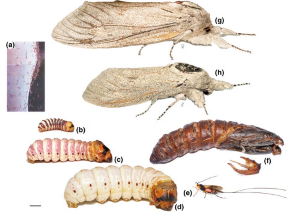 Beyond the pest: Life history, ecology and ethnoentomology of the giant wood moth (Endoxyla cinereus)