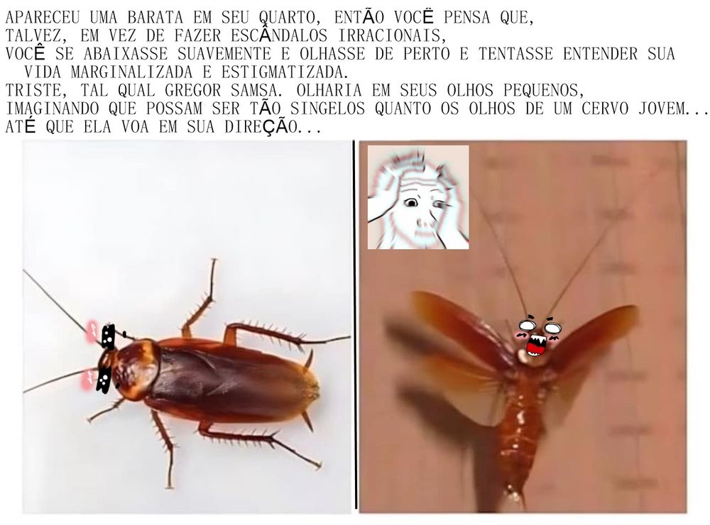 Uma barata num fundo branco e uma barata voando num fundo marrom.