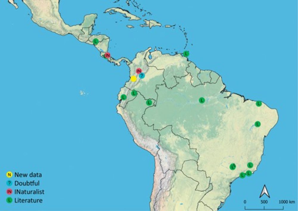 New insights on the rare blind blister beetle genus Meloetyphlus (Coleoptera: Meloidae): occurrence in Colombia, SEM larval description, and molecular phylogenetic placement