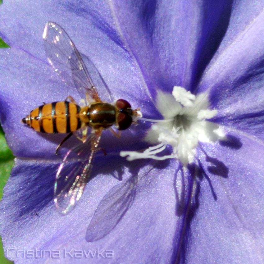 Uma mosca-das-flores com olhos marrons arredondandos, asas translúcidas e abdome cor de laranja com detalhes marrom/preto. Ela está se alimentando em uma flor roxa.