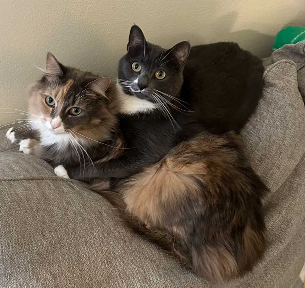 2 sweetie cutie gay cats sitting together 