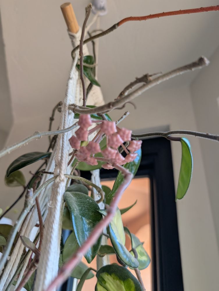 Hoya carnosa "Rubra" - Krimson Princess - showing some pink almost-open buds.