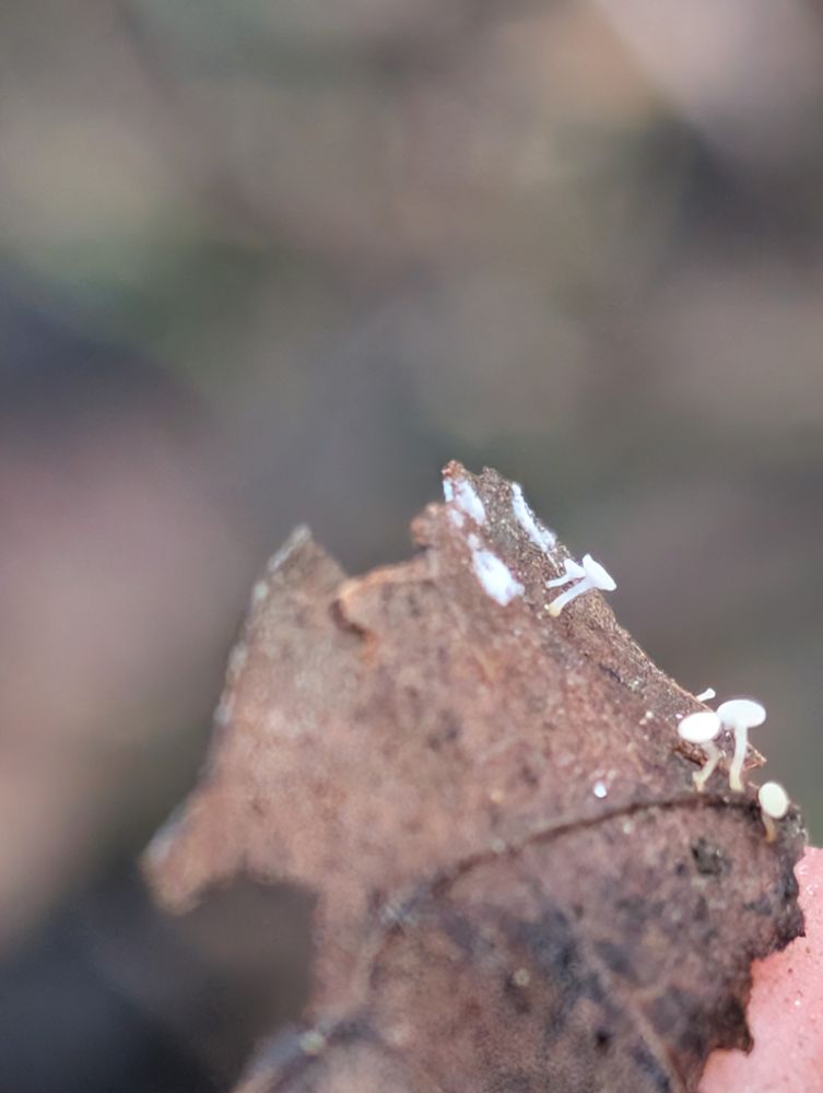 fruiting bodies on leaf in profile
