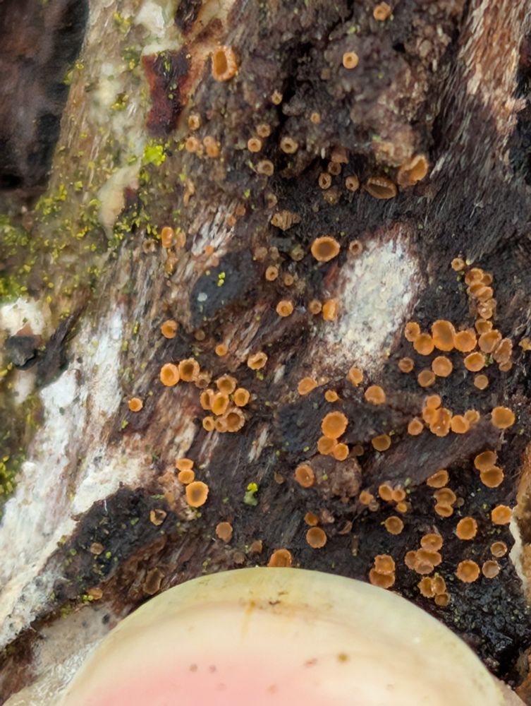 the same but with my fingernail in the frame showing how diminutive they are. probably about 1mm, but I'm bad at estimating