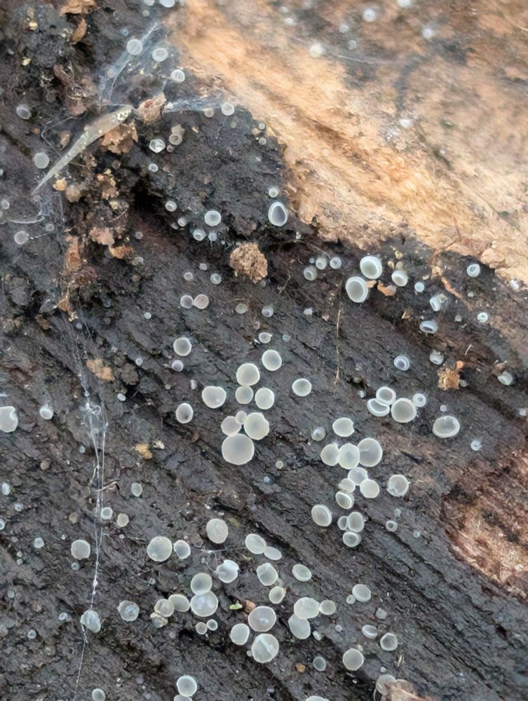 small jelly-looking disc-shaped ascocarps on decaying hardwood