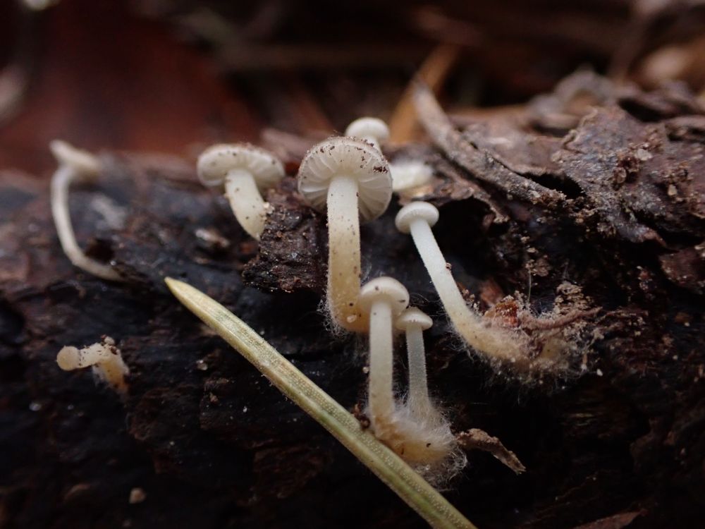 small mushrooms with fuzzy orange basal mycelium and dull yellow stems and white gills emerge from a decaying spruce cone.  a spruce needle is longer than any of the mushrooms. 