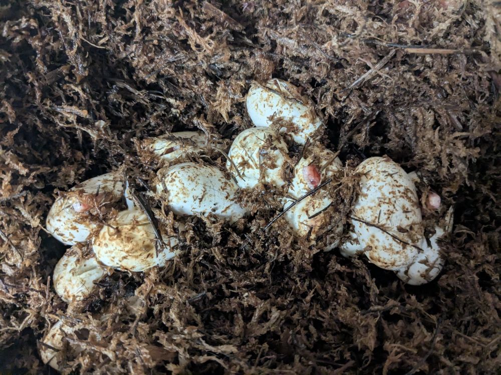 Neonate corn snakes pipping from their eggs. There are amel and butter babies visible. The eggs are nestled in a bed of sphagnum moss.