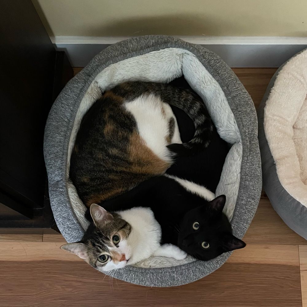 A black cat and a tabico cat hugging each other in a cat bed.