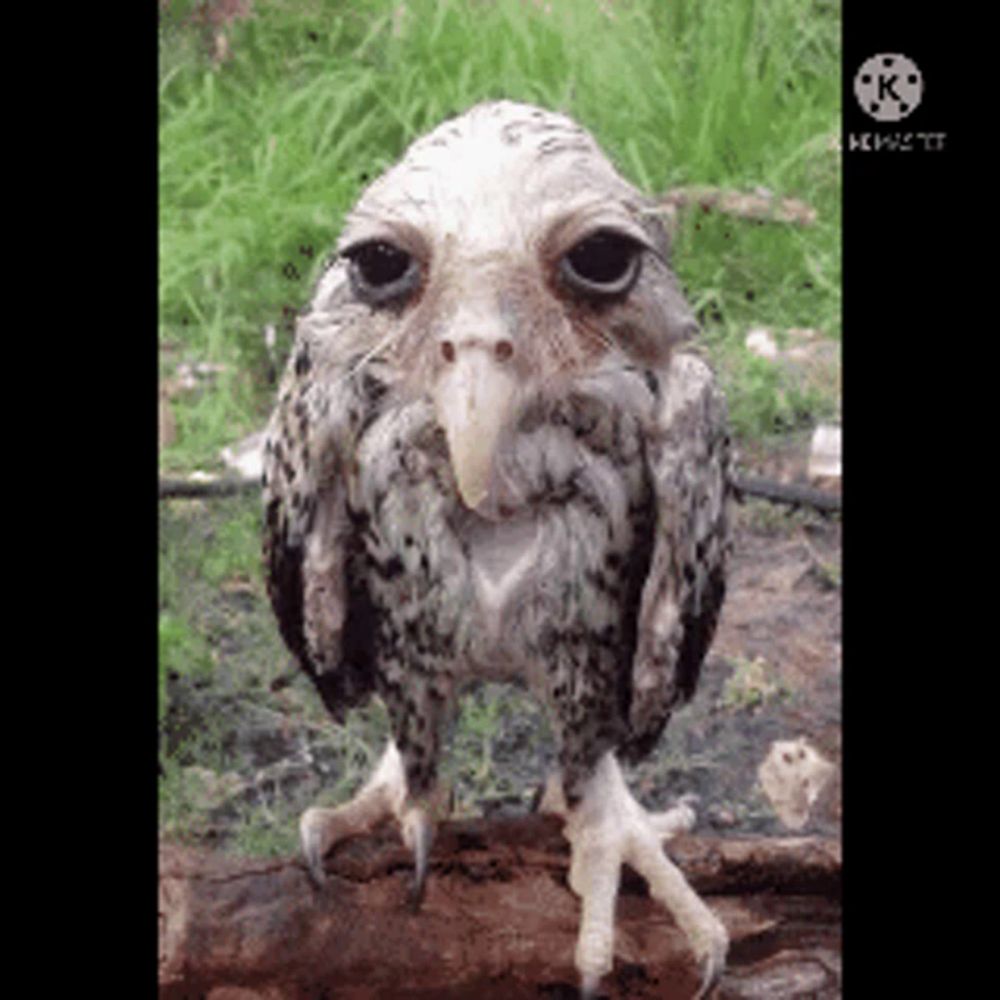 an owl with a long beak is standing on a tree branch looking at the camera .