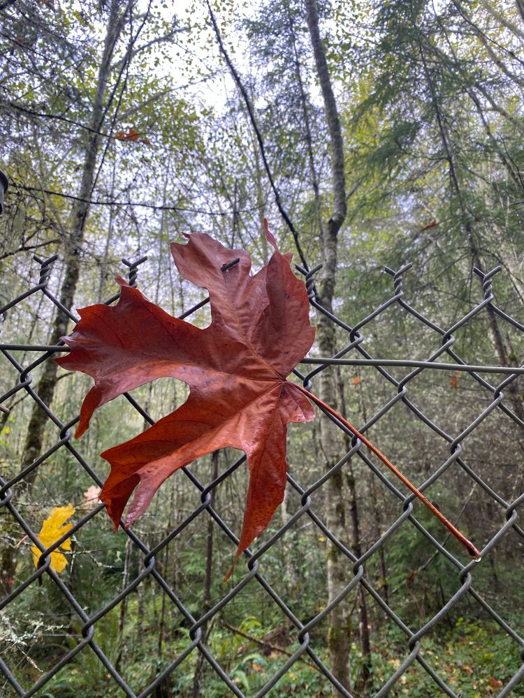 Fallen leaf in terracotta color stuck in a wire mesh, with trees behind it.