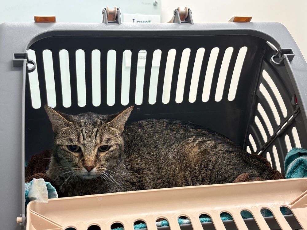 Tabby cat in carrier in exam room.