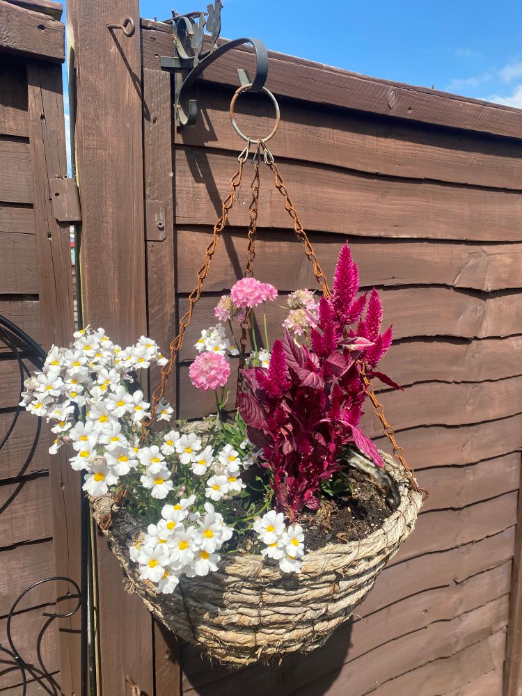 a hanging basket against a brown fence. In the basket are lots of small white flowers with yellow middle (like posh daisies), some round fluffy pink flowers and some very tall deep pink fluffy blooms 