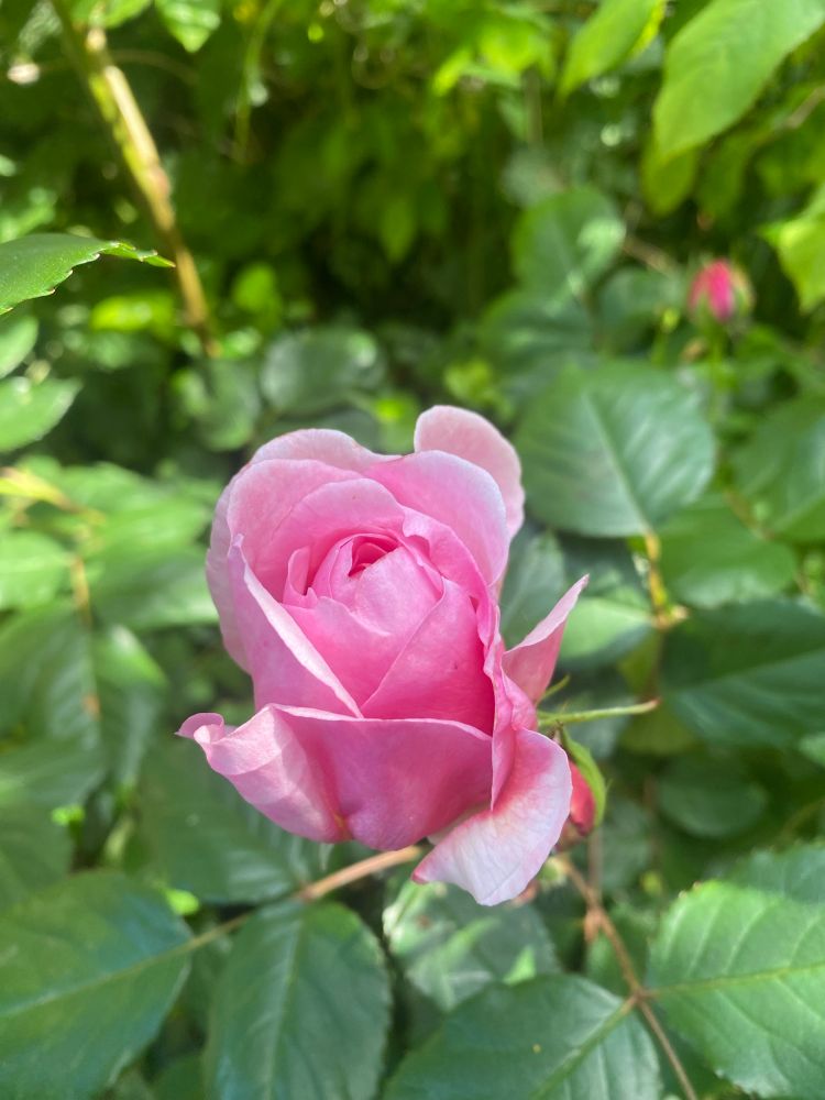 a pink rose against green leaves of a rose bush 