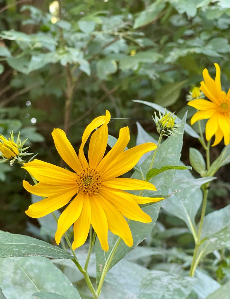 Sunflowers in various stages of blooming on a forest trail

CC BY-SA 4.0  #Attribution #ShareAlike #photography by @AjmaniK.bsky.social