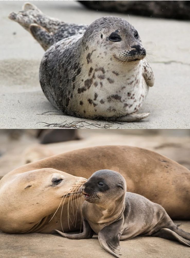 2 photos of adorable seals